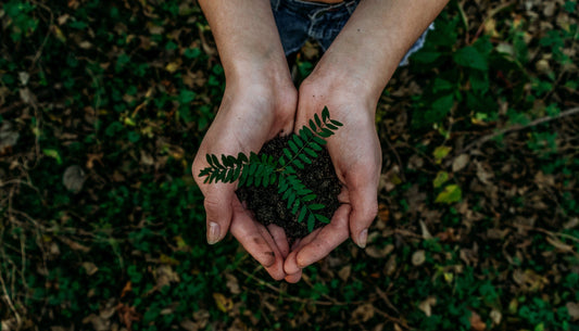 woman's hands holding soil and a small green plant